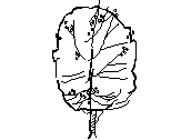 1ARB-ALAMOCAROLINO.dwg